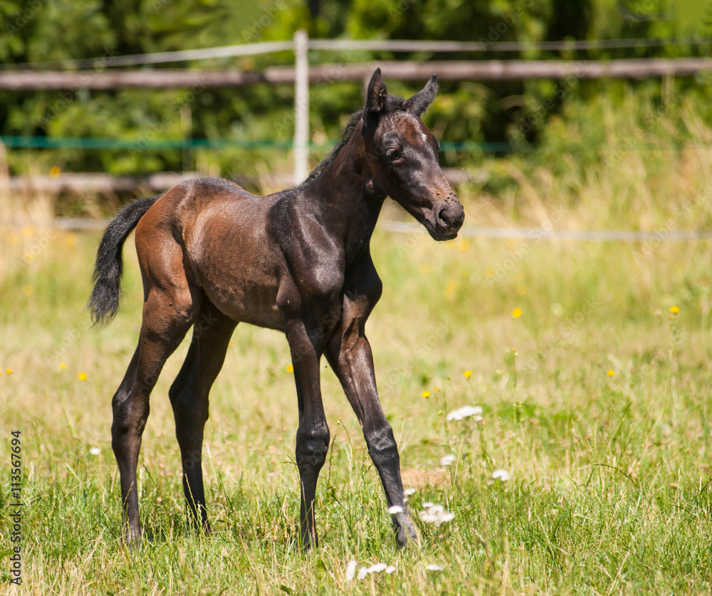 One day old foal of sport horse on the pasture