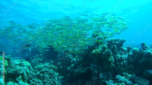 Wallpaper Mural Large school of Yellowfin goatfish, Golden banded goatfish, Non-spotted goatfish or Banded goatfish (Mulloidichthys vanicolensis) swims near coral reef, Red sea, Egypt, Africa
 Torontodigital.ca