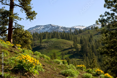 yellow balsamroot flowers adorn the hills before a snow capped mountain in Spring photo