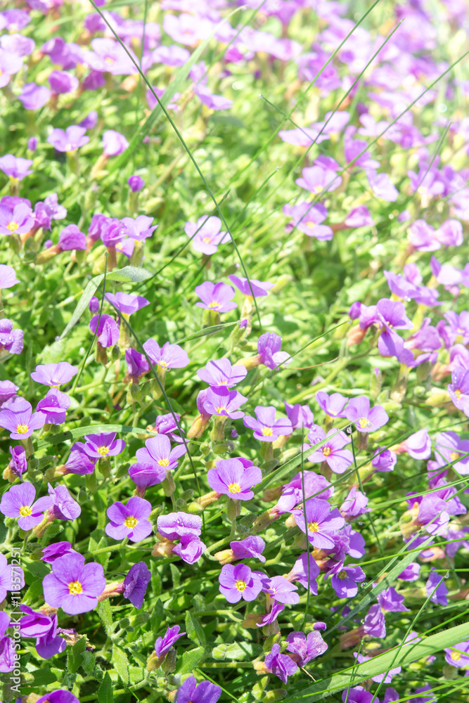 Vertical floral background with small violet Aubrieta flowers Vertical floral background with small violet Aubrieta flowers