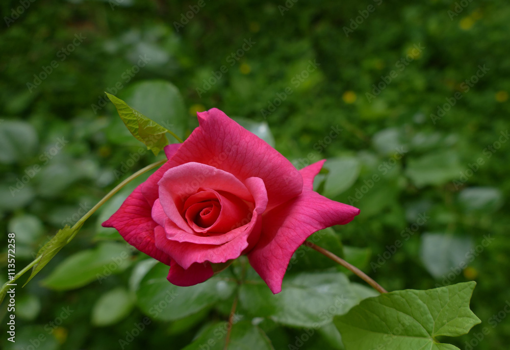 Obraz premium Prety rose