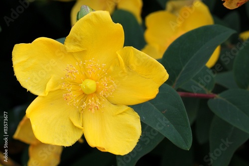 Vászonkép St. John's wort - Hypericum