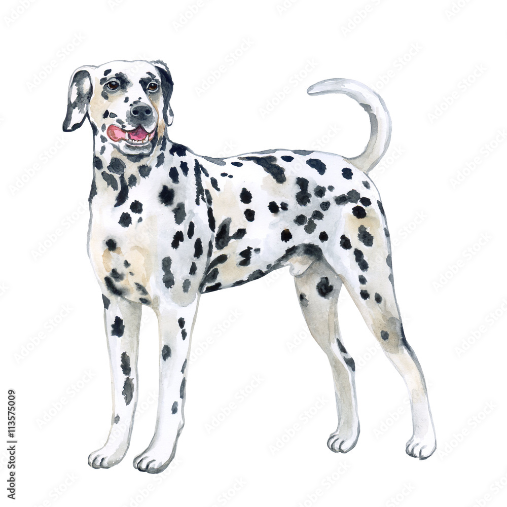 Watercolor closeup portrait of large Dalmatian breed dog isolated on white background. Large shorthair carriage spotted dog from Croatia. Hand drawn sweet home pet. Greeting card design. Clip art