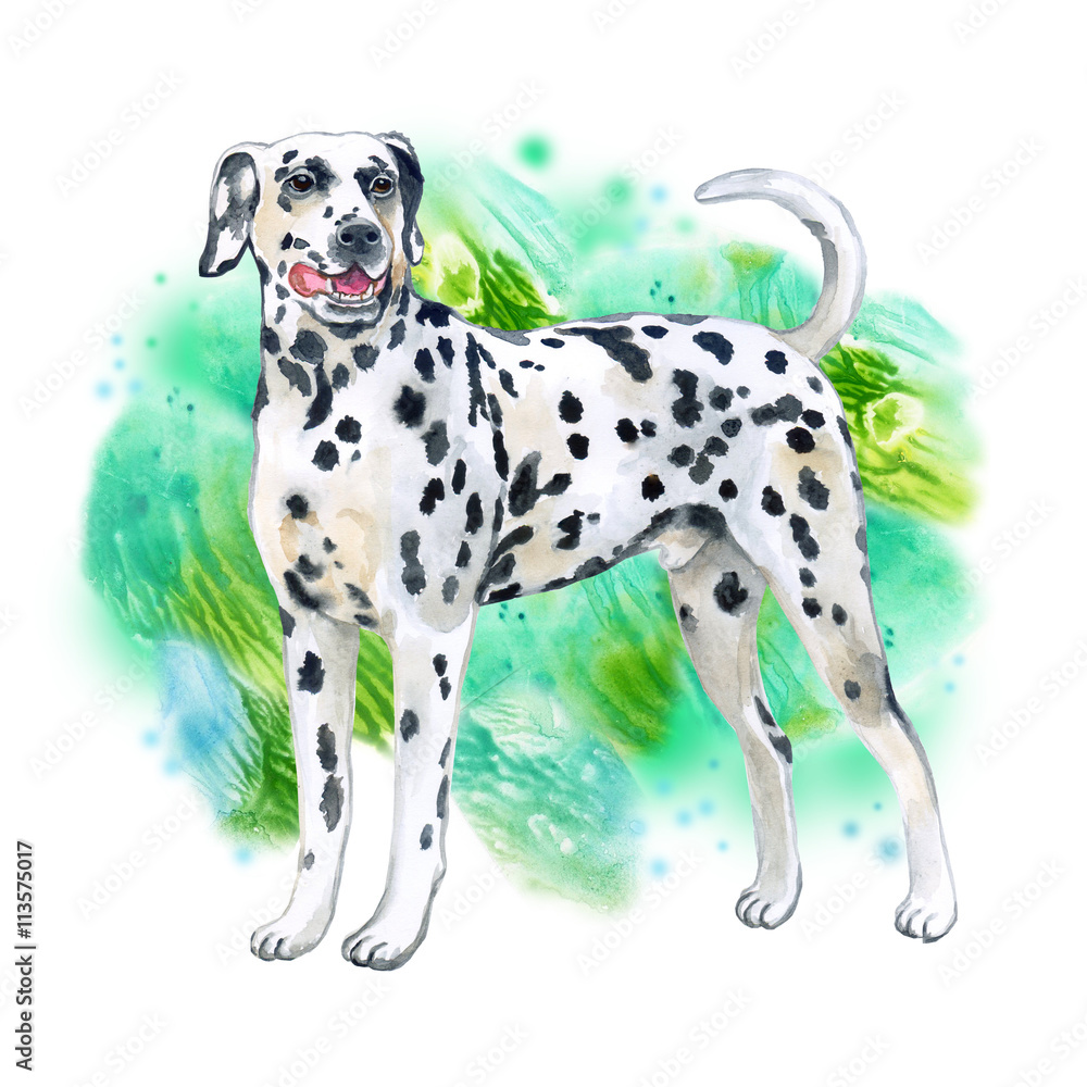 Watercolor closeup portrait of large Dalmatian breed dog isolated on green background. Large shorthair carriage spotted dog from Croatia. Hand drawn sweet home pet. Greeting card design. Clip art