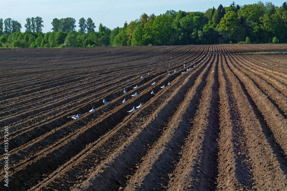 White birds on a ploughed field.