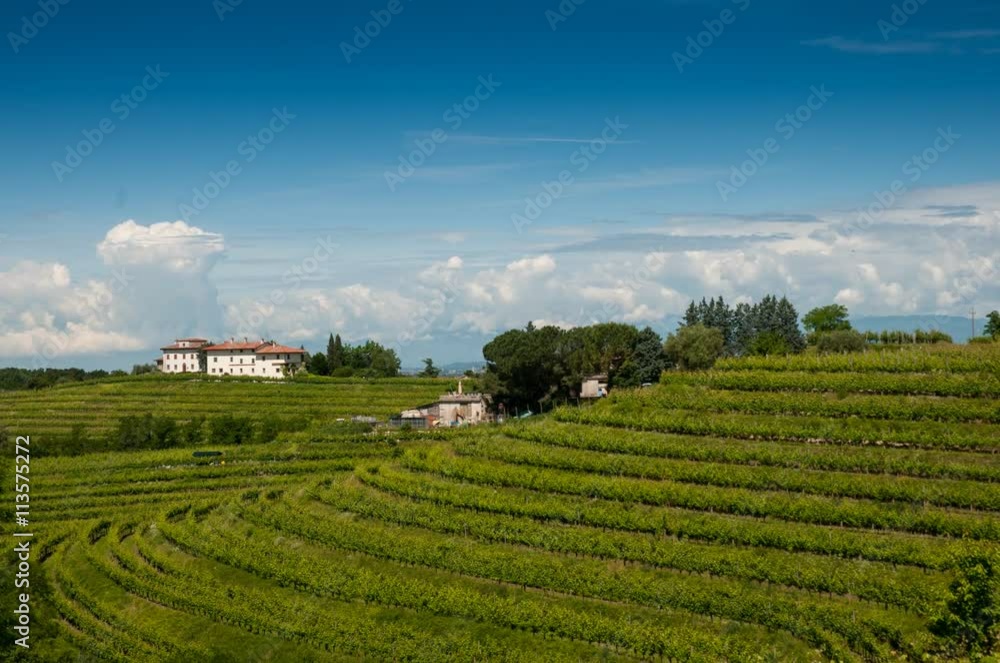 vigneti nelle colline del Collio, Friuli vigneti nelle colline del Collio, Friuli