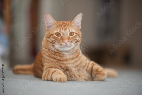 Furry and orange cat poised and alert. 