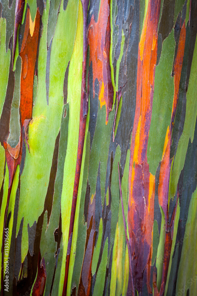 Maui Tree Bark Maui Tree Bark
