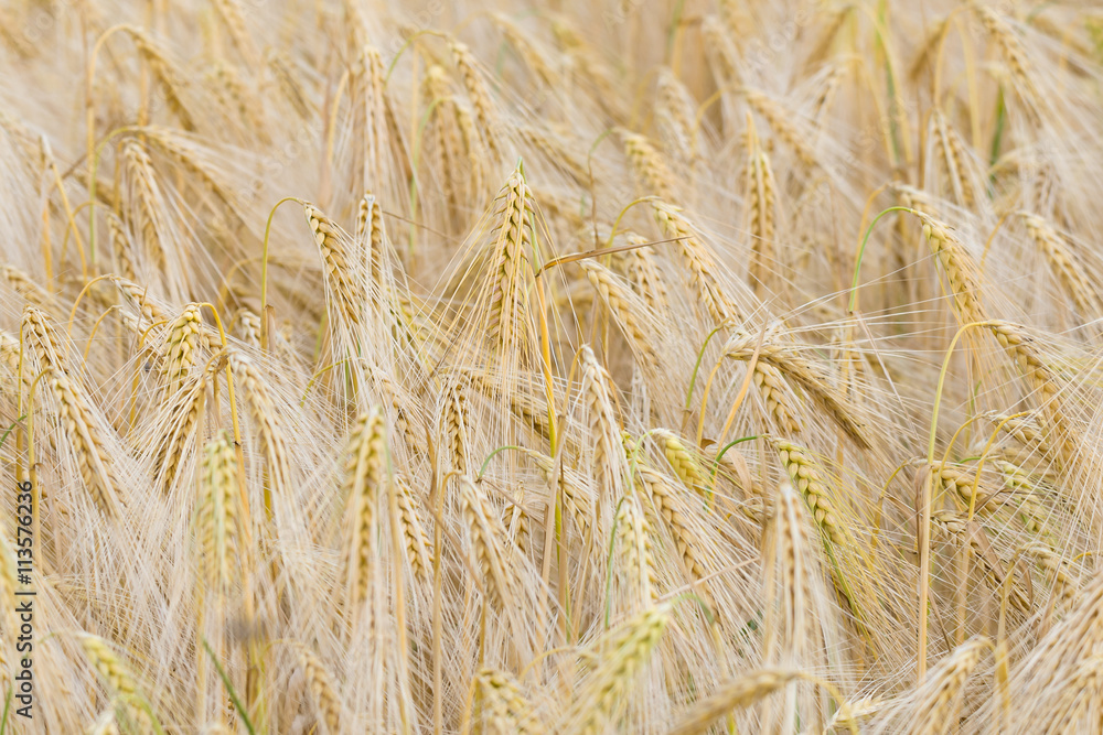 Getreidefeld Kornfeld mit Gerste (Hordeum vulgare) unser täglich Brot Getreidefeld Kornfeld mit Gerste (Hordeum vulgare) unser täglich Brot