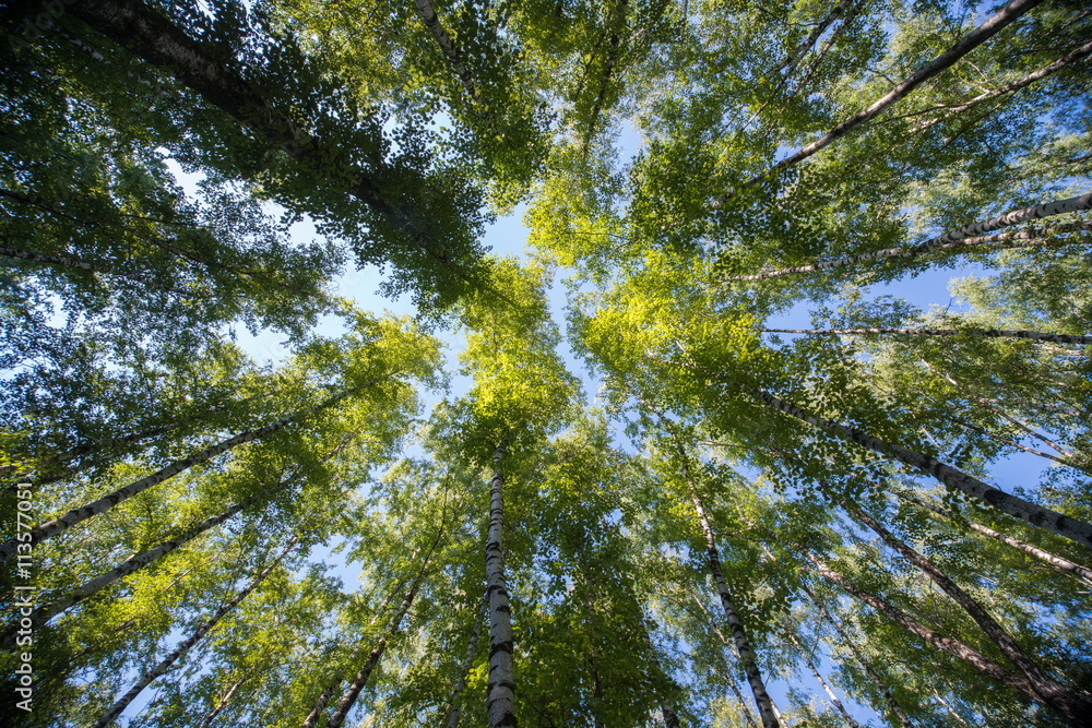 Fototapeta premium Looking up in Forest - Green Tree branches nature abstract