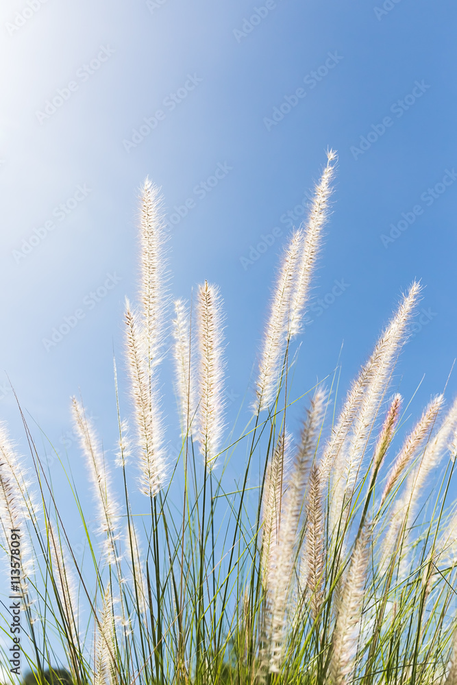 Fototapeta premium Cogon Grass on blue sky background