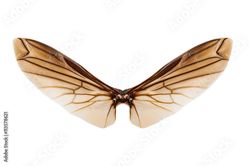 Wings of insect isolated on white background