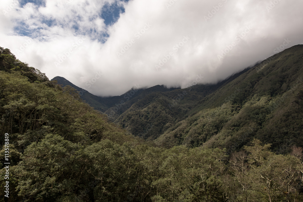 The Valle de Cocora in Colombia