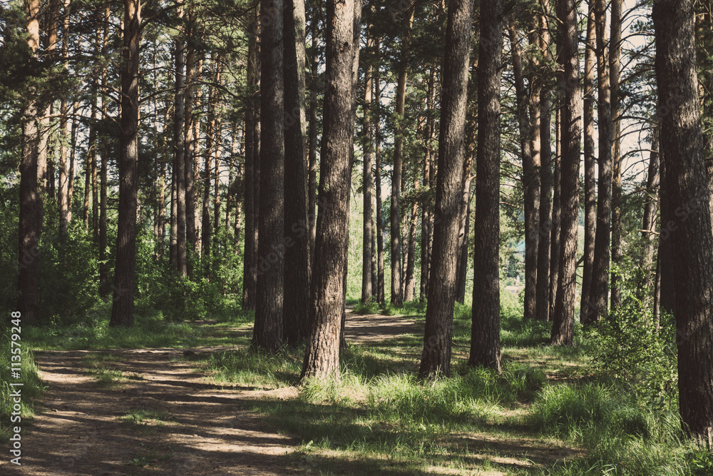 Pathway in green forest. Toned image. Pathway in green forest. Toned image.