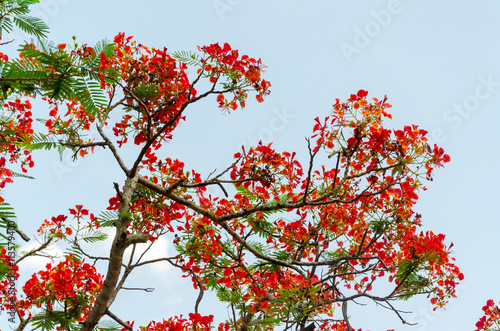 Caesalpinia pulcherrima flower tree