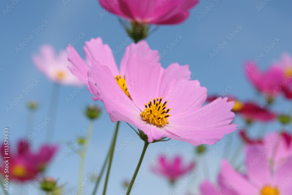 Cosmos Flower Garden Cosmos Flower Garden