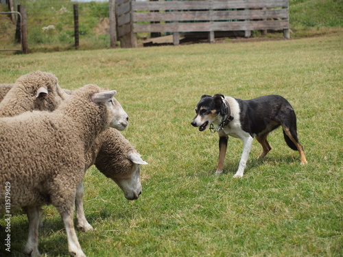 羊の群れを睨んで制止させる牧羊犬 吠えずに眼で睨んで羊をコントロールするニュージーランドの牧羊犬 ストロングアイ ヘディングドッグという名前 Stock Photo Adobe Stock