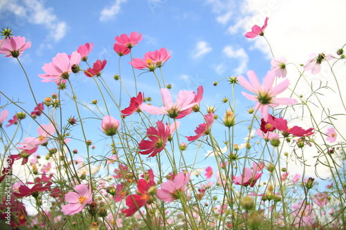 Cosmos Flower Garden © yukihipo