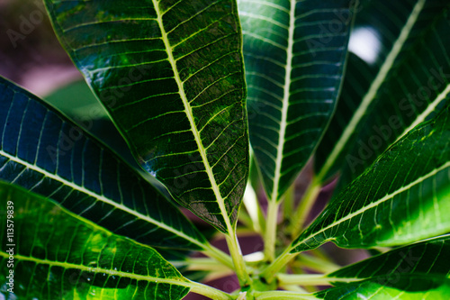 Plumeria leaves texture background. © j_chaikom