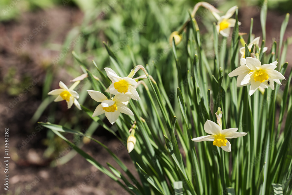blooming white narcissuses