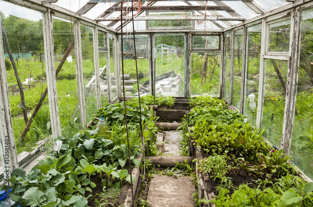 Seedlings in the greenhouse, view inside
