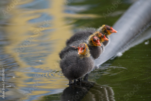 Blässhuhnküken im See photo