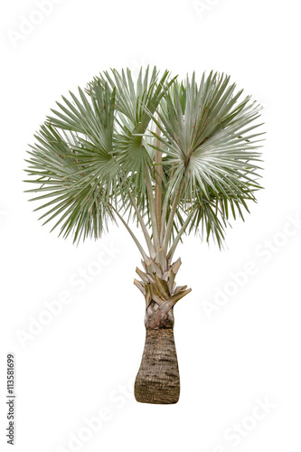 Copernicia hospita palm isolated on white background photo