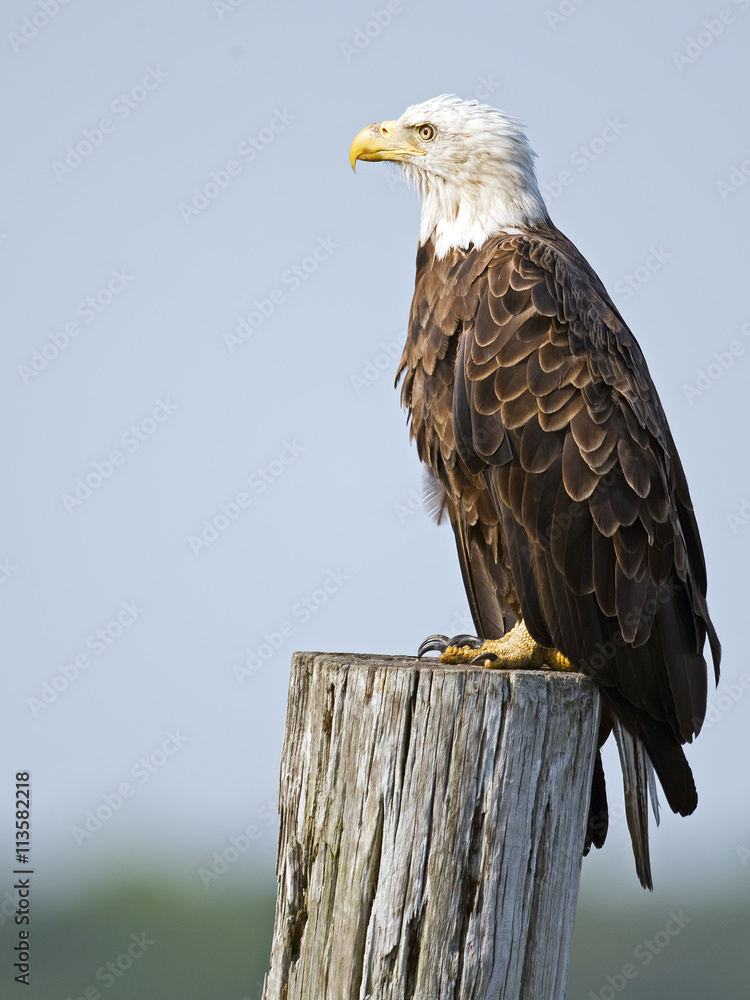 Obraz premium Bald Eagle