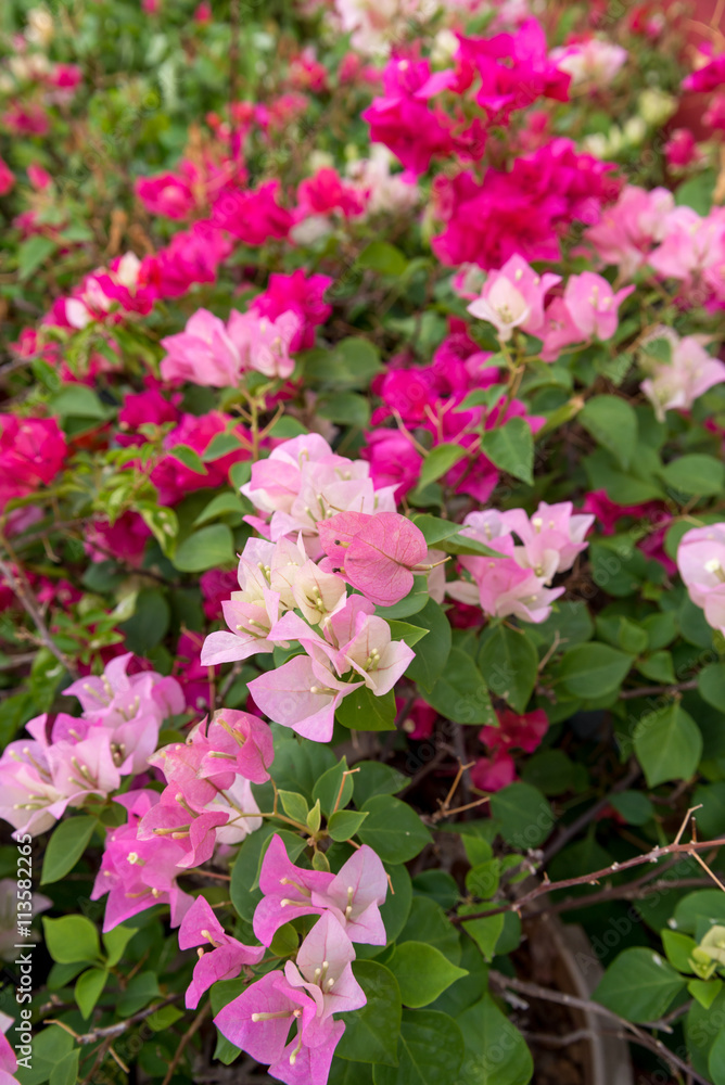 Pink-shaded Bougainvillea flowers Pink-shaded Bougainvillea flowers