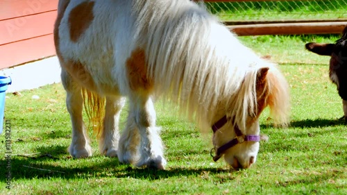 4K Miniature Pony Horse, Little Animal Grazing Grass