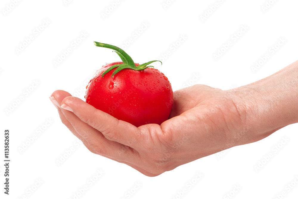 one tomato in hand isolated on white background one tomato in hand isolated on white background