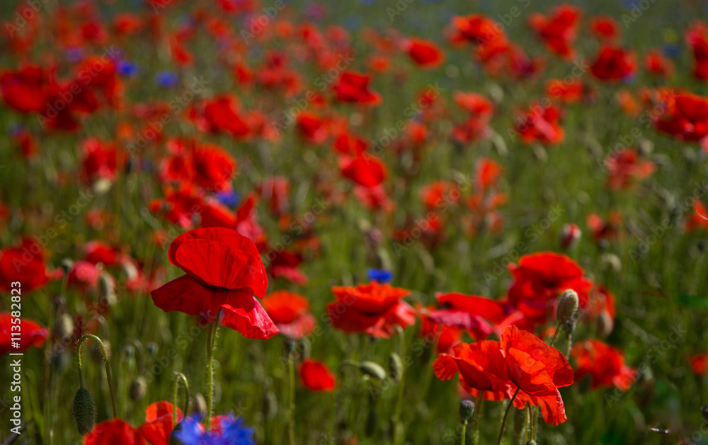 Poppies in a field on an island of Saaremaa, Estonia