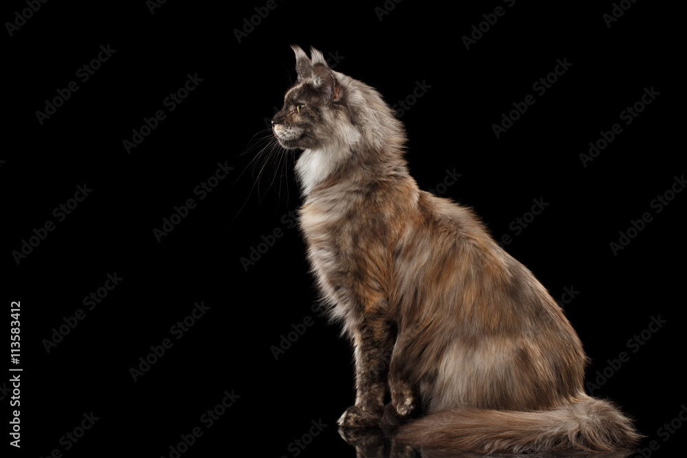 Fototapeta premium Brown Maine Coon Cat Sitting and Looks Curious Isolated on Black Background, Side view