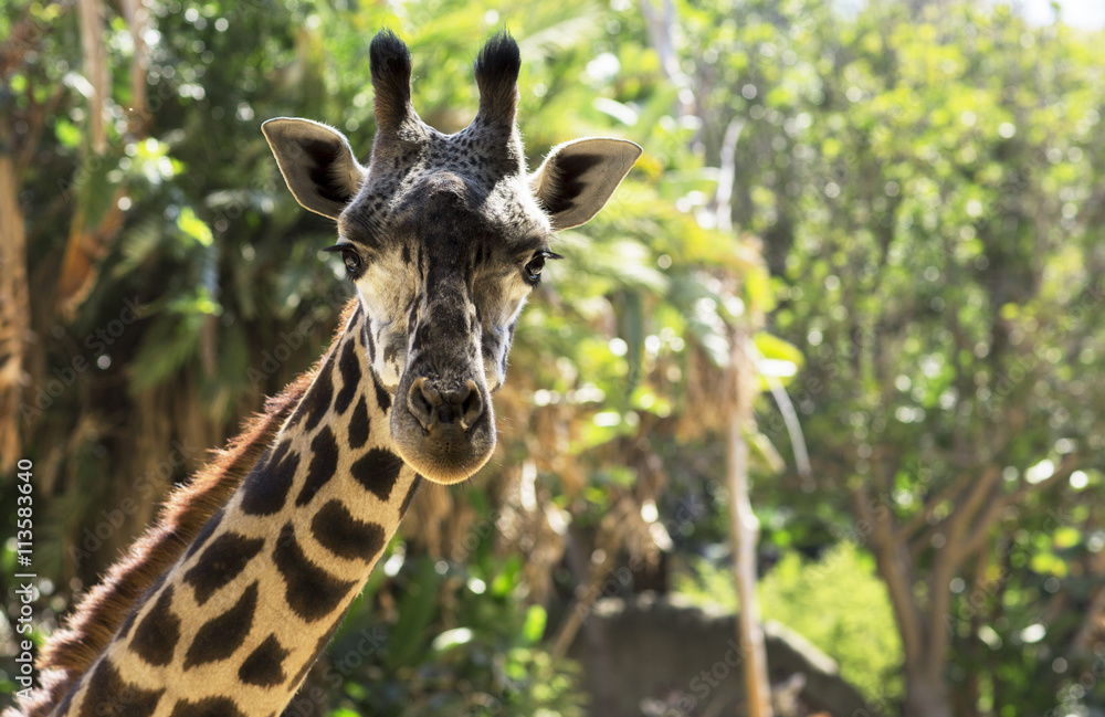 Portrait of a giraffe close up.
Portrait of a giraffe close up.