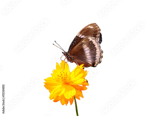Butterfly on isolated white background