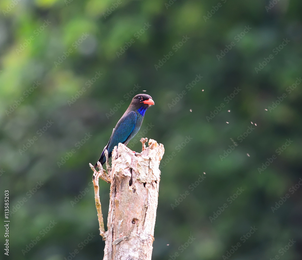 Fototapeta premium Beautiful Blue Bird dollarbird is chirping in the tree