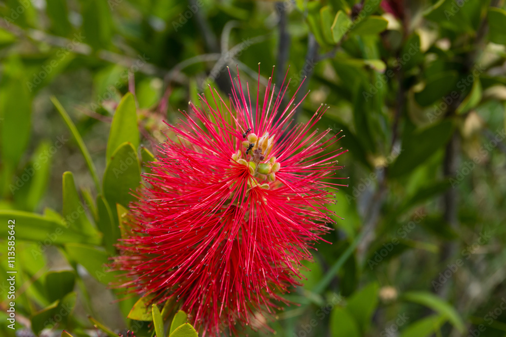 Callistemon StockFoto Adobe Stock