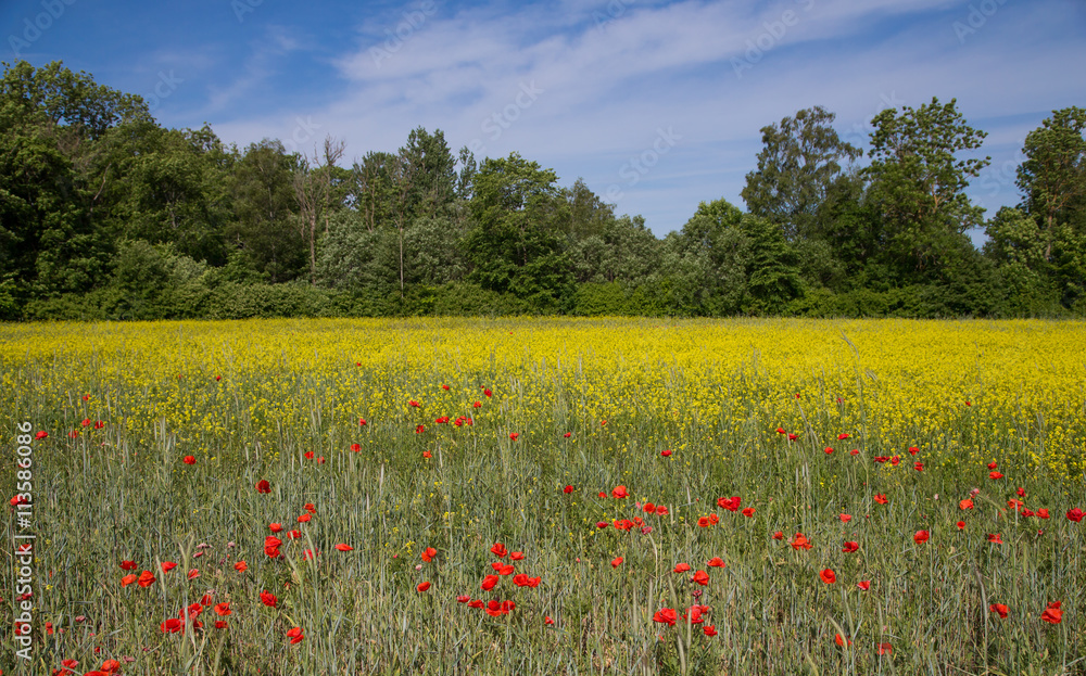 Poppy flowers in a field of yellow flowers on an island of Saaremaa in Estonia