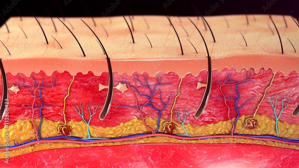 Skin Anatomy Stock Illustration | Adobe Stock