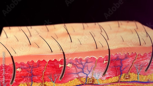 Tablou pe pânză Skin Anatomy