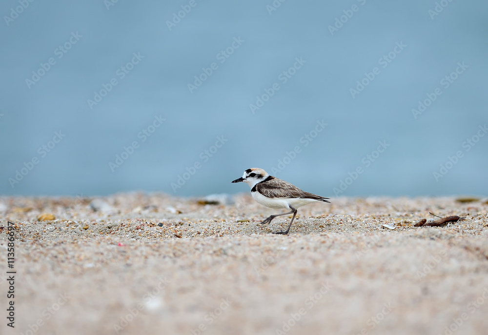 Malaysian Plover male (Charadrius peronii) on the beach Malaysian Plover male (Charadrius peronii) on the beach
