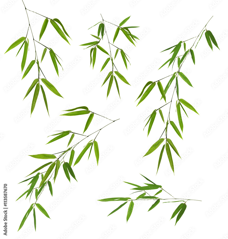 Fototapeta premium five green bamboo branches isolated on white