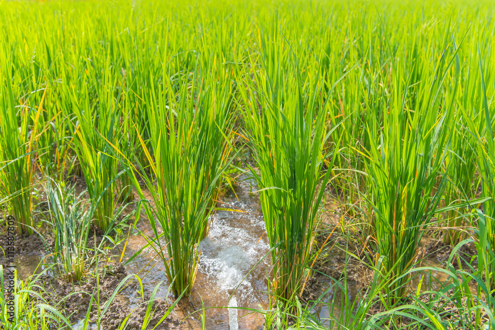 Obraz premium Rice berry in farm, (Thai black jasmine rice)