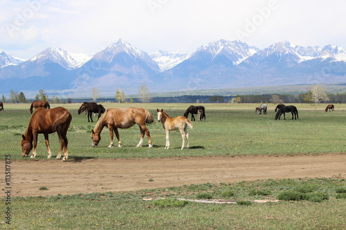 Horses in the meadow © ka8terina