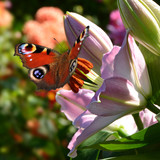 Schmetterling 189