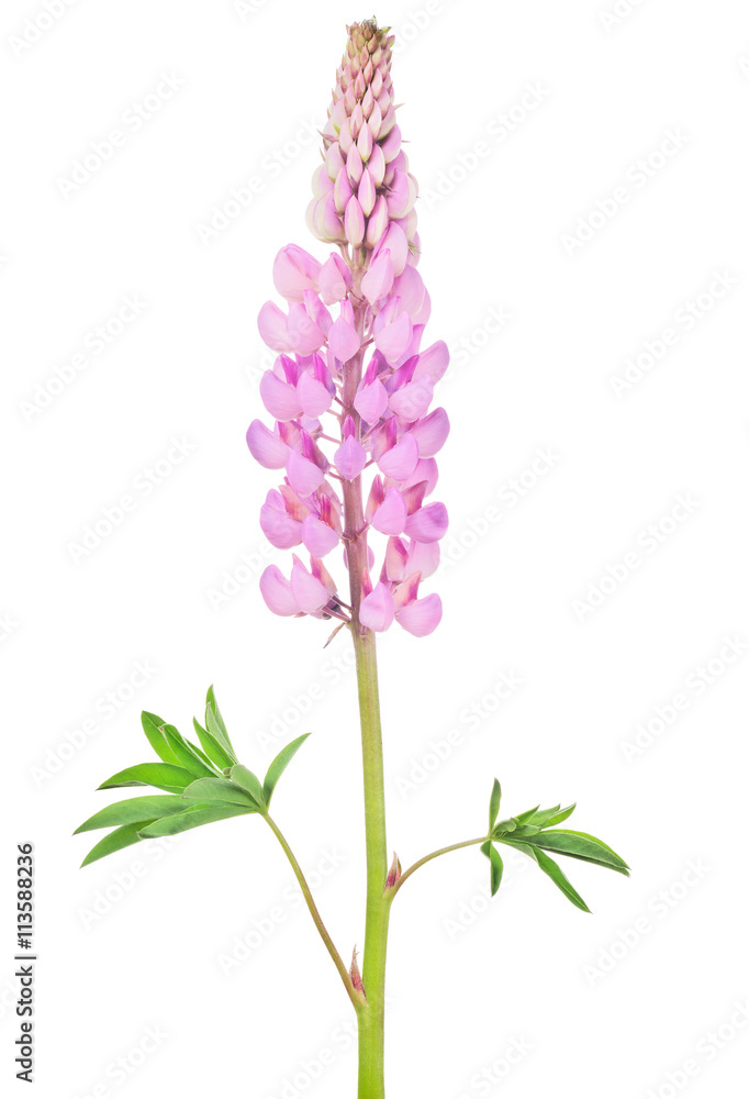 Fototapeta premium bright pink lupine flower isolated on white