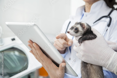 Fototapeta Naklejka Na Ścianę i Meble -  Doctor's Hands Holding Weasel While Colleague Using Digital Tabl