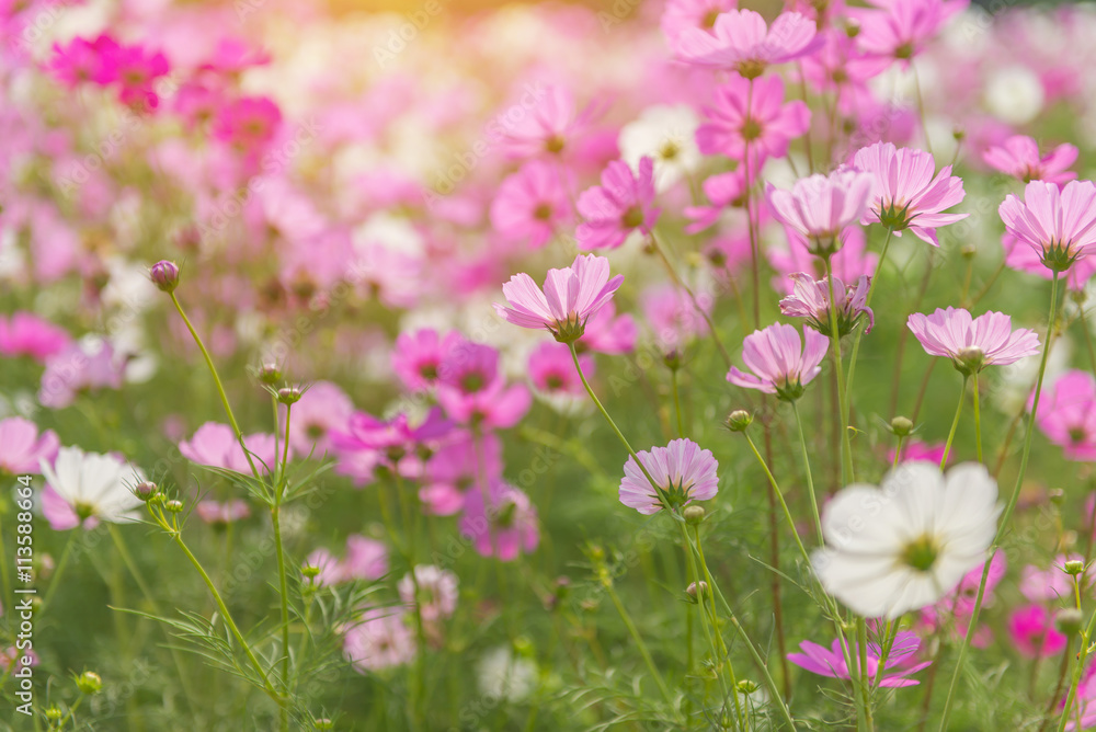 Cosmos colorful flower in the beautiful garden Cosmos colorful flower in the beautiful garden