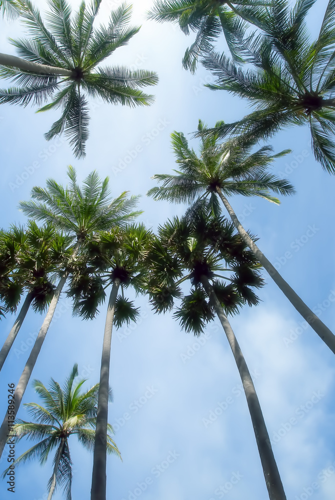 Palm trees over bright sky background Palm trees over bright sky background