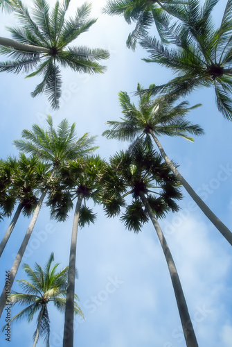 Palm trees over bright sky background